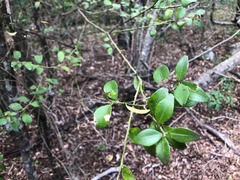Citrus australis
