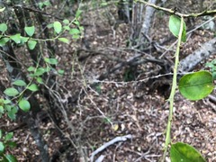 Citrus australis