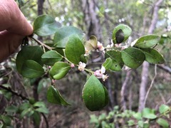 Citrus australis
