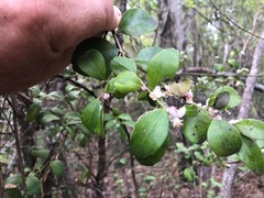 Citrus australis