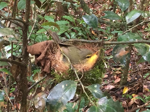 Spectacled Tetraka (Xanthomixis zosterops), photo 9