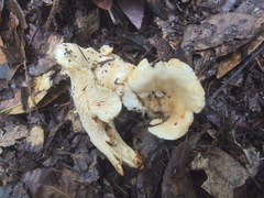 Cantharellus subalbidus
