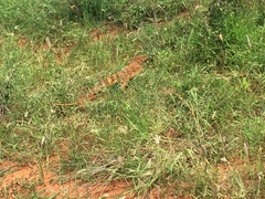 Varanus albigularis microstictus
