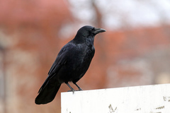 Corvus corone