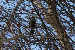 Hypsipetes amaurotis