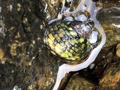 Nerita tessellata