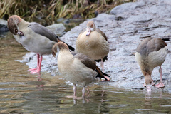 Alopochen aegyptiaca