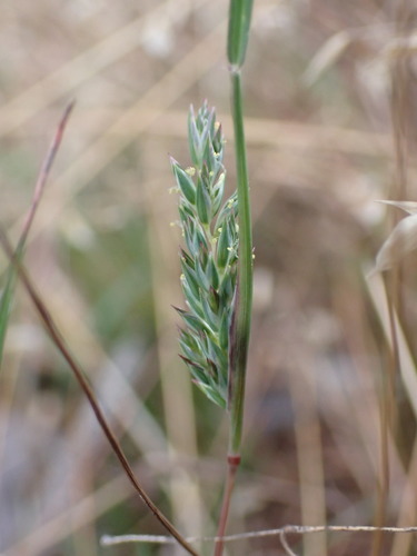 Capetown grass (Tribolium obliterum)
