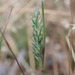 Tribolium obliterum - Photo (c) Nina Kerr, algunos derechos reservados (CC BY), subido por Nina Kerr