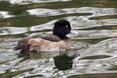 Aythya fuligula
