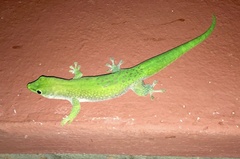 Phelsuma kochi