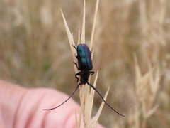 Phaolus metallicus