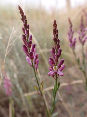 Comesperma polygaloides