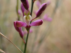 Comesperma polygaloides