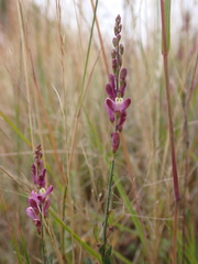 Comesperma polygaloides