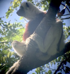 Propithecus coquereli