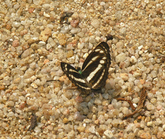 Neptis clinia susruta