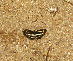 Neptis clinia susruta