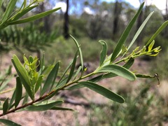 Denhamia cunninghamii