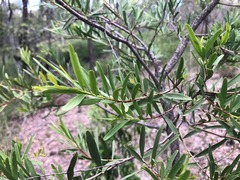 Denhamia cunninghamii
