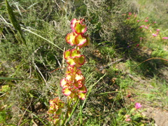 Rumex lativalvis