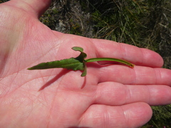Rumex lativalvis