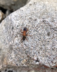 Priocnemis conformis