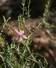 Chironia baccifera