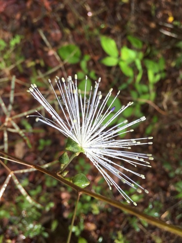 Thilachium angustifolium