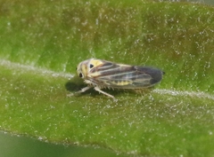 Caladonus coquilletti