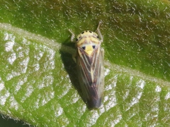 Caladonus coquilletti