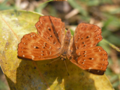 Zemeros flegyas allica