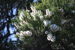 Melaleuca huegelii