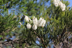 Melaleuca huegelii