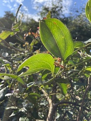 Smilax bracteata