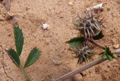 Medicago laciniata
