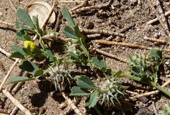Medicago laciniata