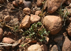 Mesembryanthemum paulum