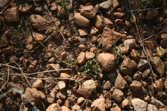 Mesembryanthemum paulum