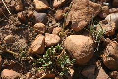 Mesembryanthemum paulum