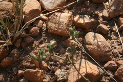 Mesembryanthemum paulum