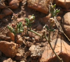 Mesembryanthemum paulum