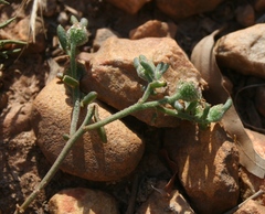 Mesembryanthemum paulum