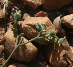 Mesembryanthemum paulum