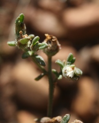 Mesembryanthemum paulum