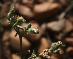 Mesembryanthemum paulum