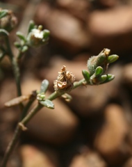 Mesembryanthemum paulum