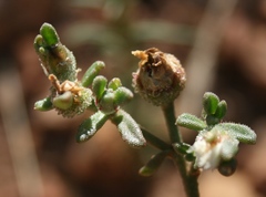 Mesembryanthemum paulum