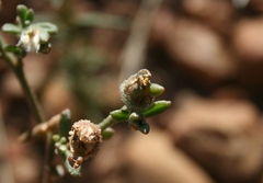 Mesembryanthemum paulum