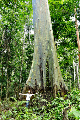 Eucalyptus deglupta